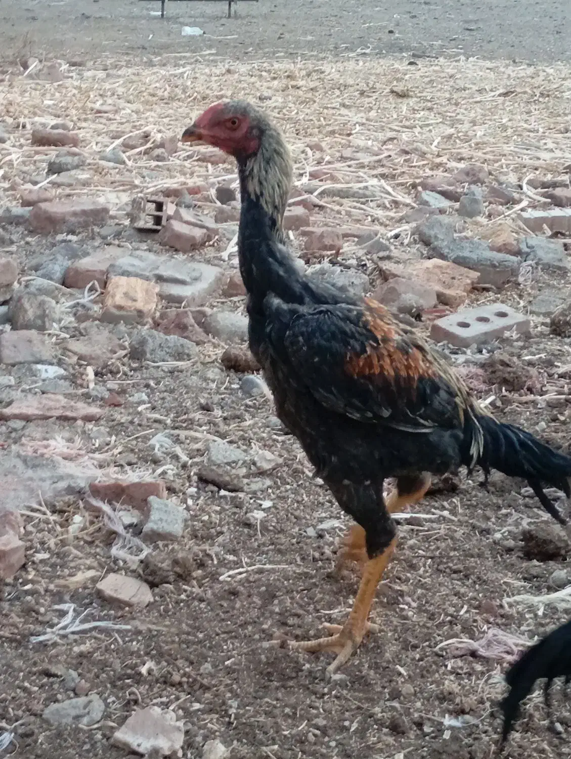 جوجه لاری افغانی|حیوانات مزرعه|گوگان, |دیوار