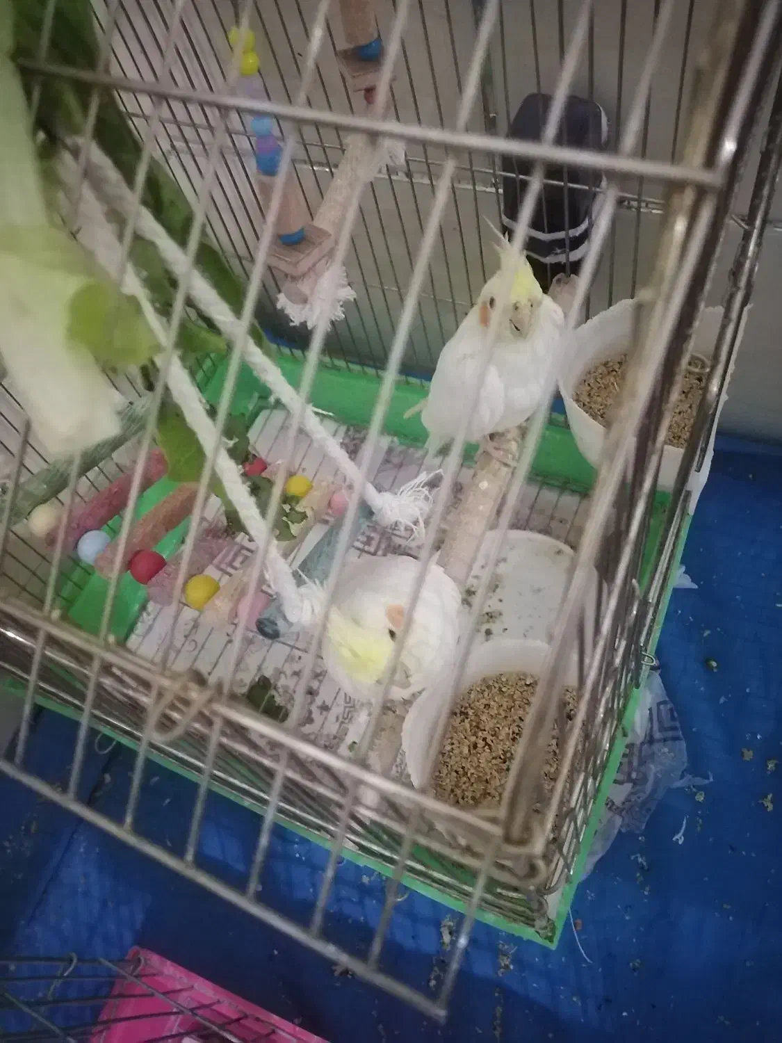 عروس هلندی|پرنده|زرقان, |دیوار