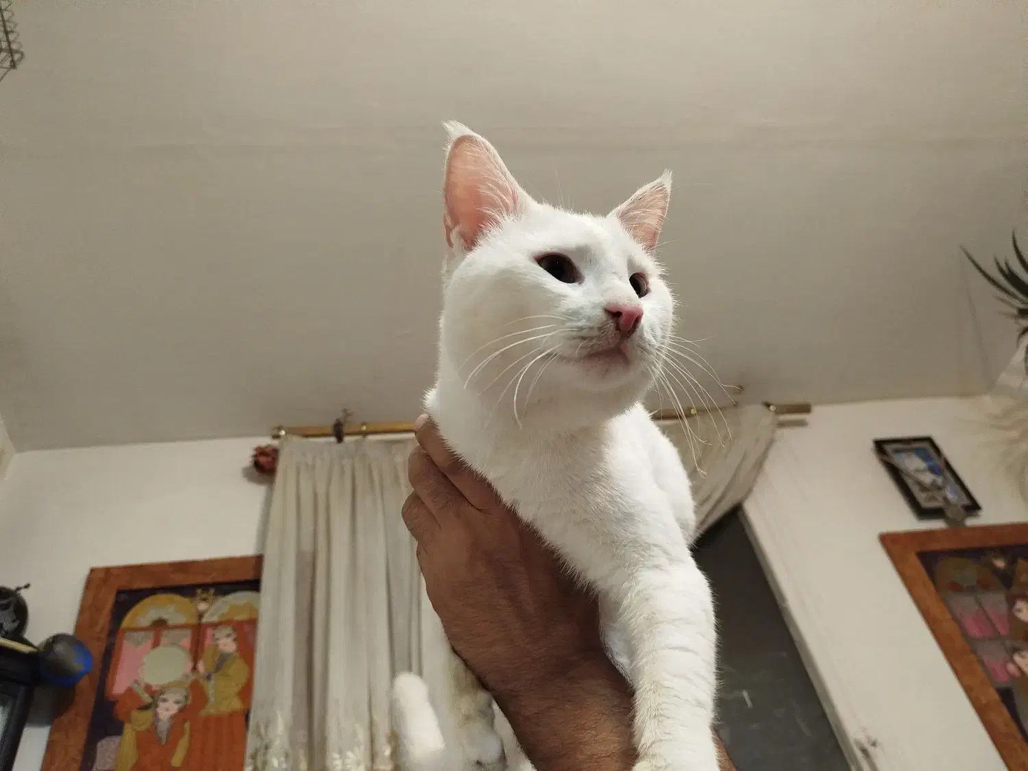 گربه پرشین اسکاتیش|گربه|فردیس, شهرک ارم|دیوار