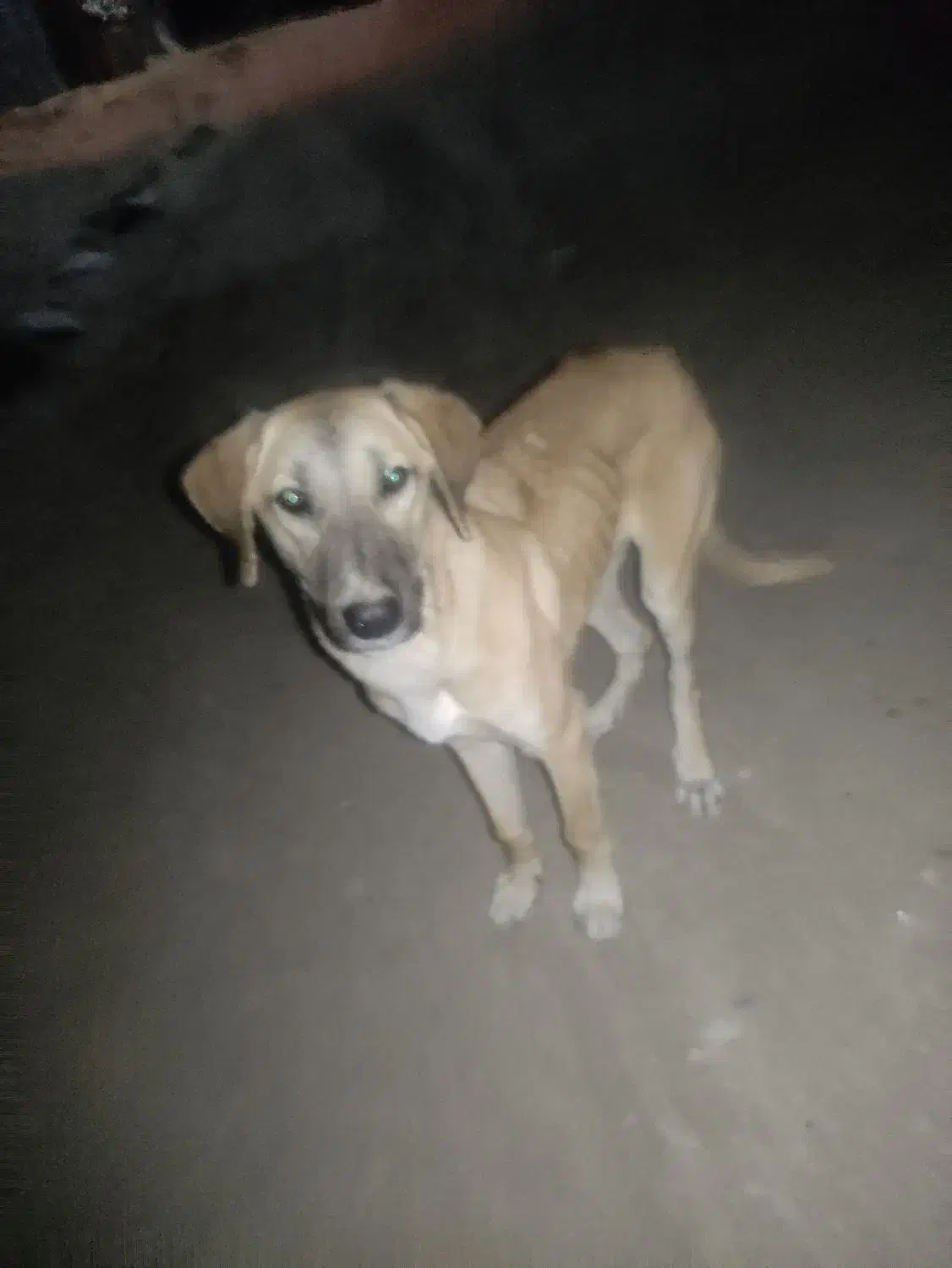 توله سرابی 3ماهه فروشی اصل اصل سرابی|سگ|چهاردولی, |دیوار