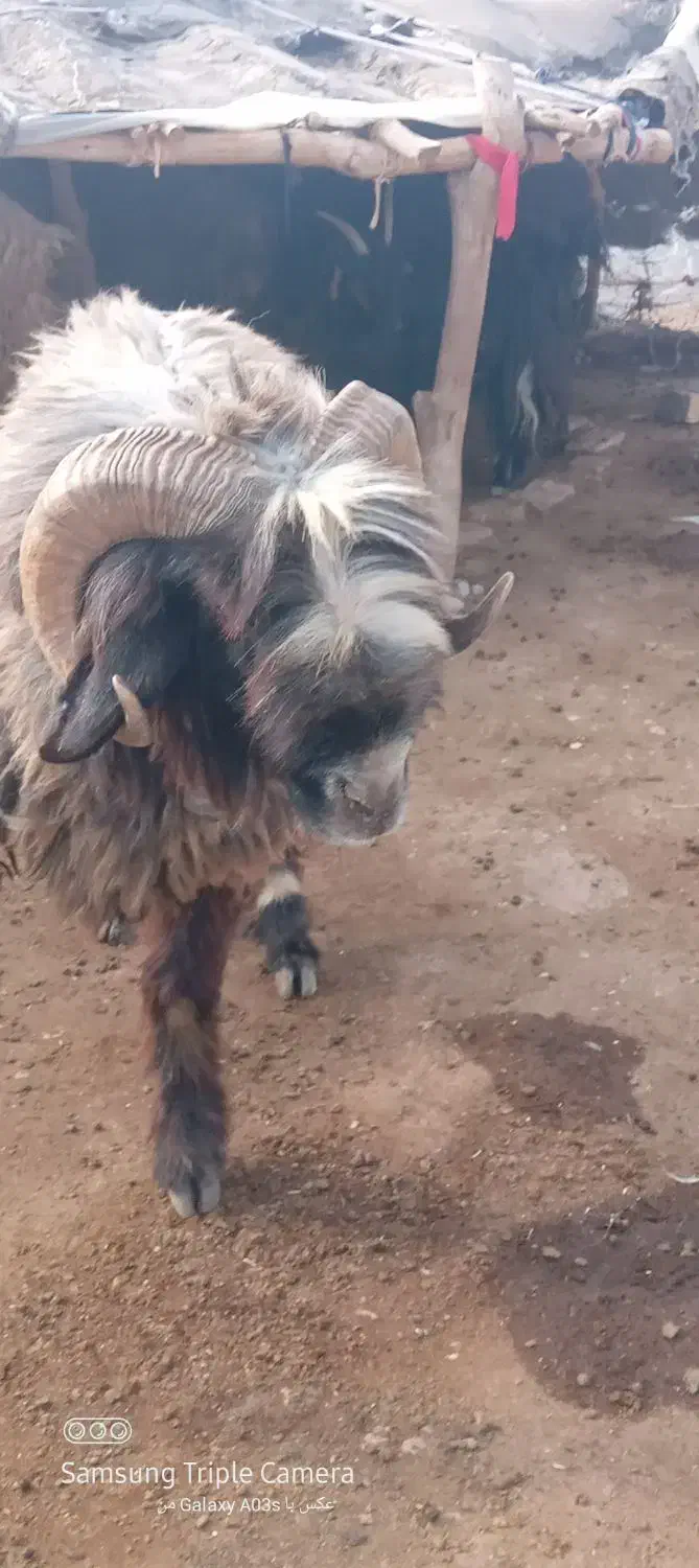 میش|حیوانات مزرعه|شوشتر, |دیوار