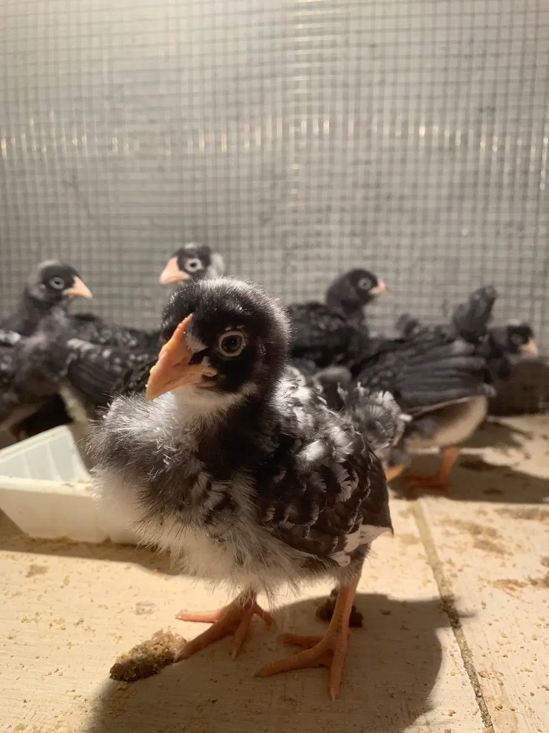 پلیموت آمروک|حیوانات مزرعه|بناب, |دیوار