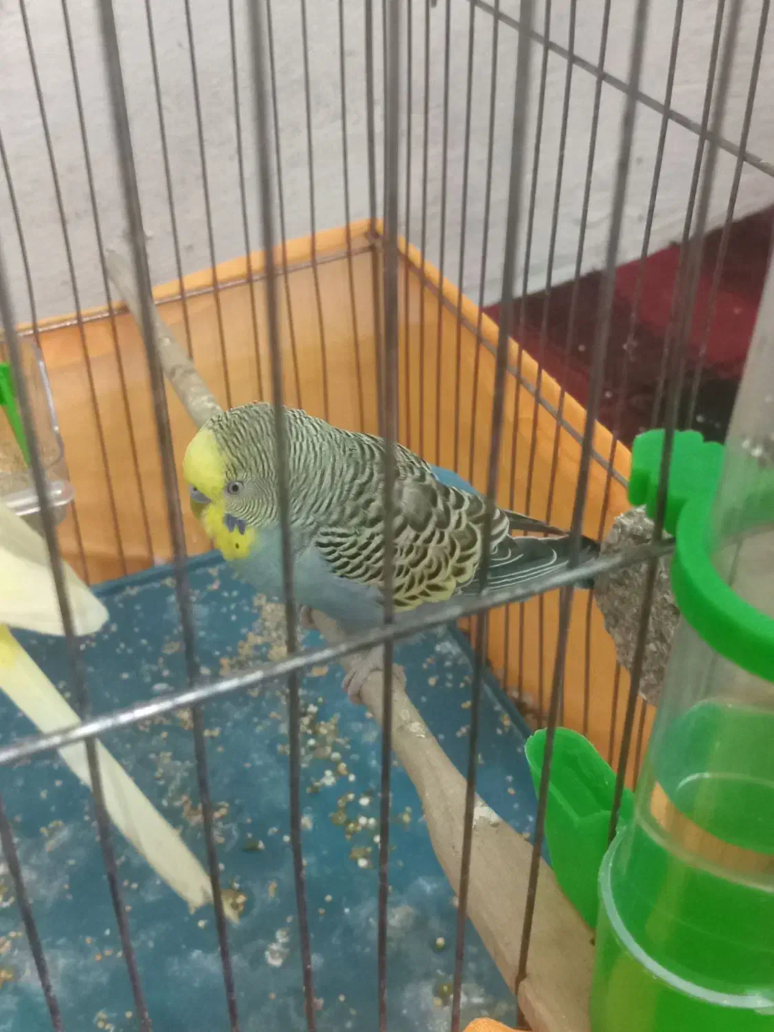 مرغ عشق|پرنده|سرپل ذهاب, |دیوار