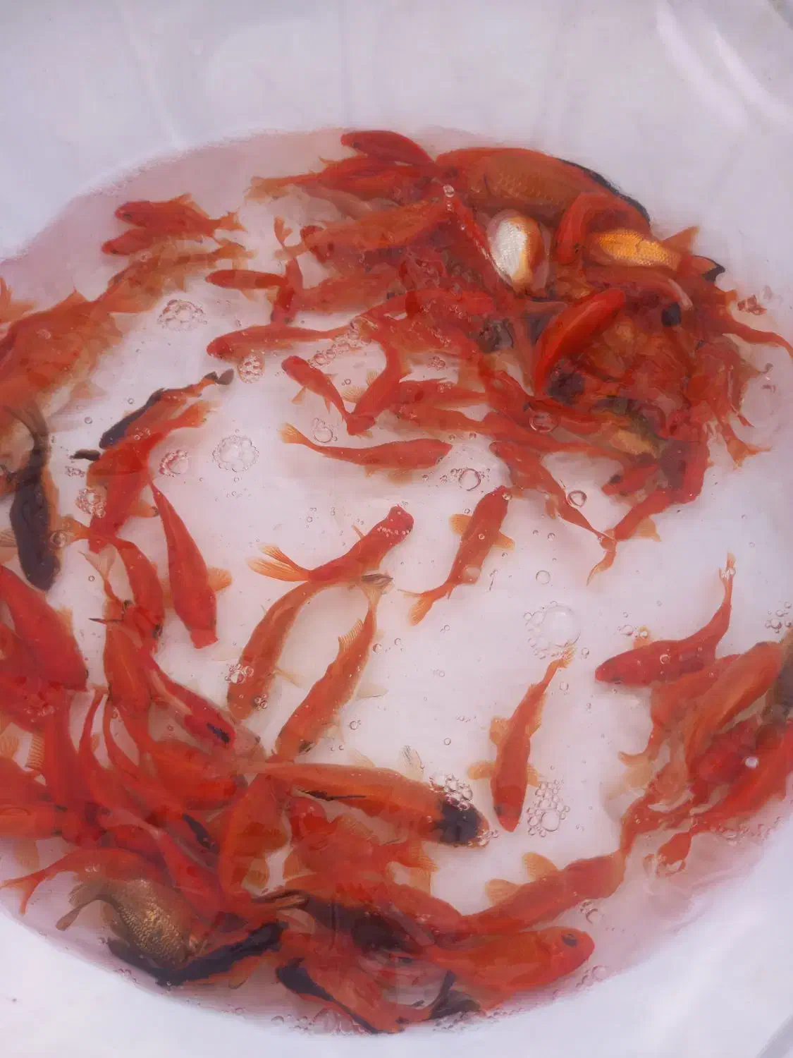 ماهی قرمز شب عید|ماهی|صومعه‌سرا, |دیوار