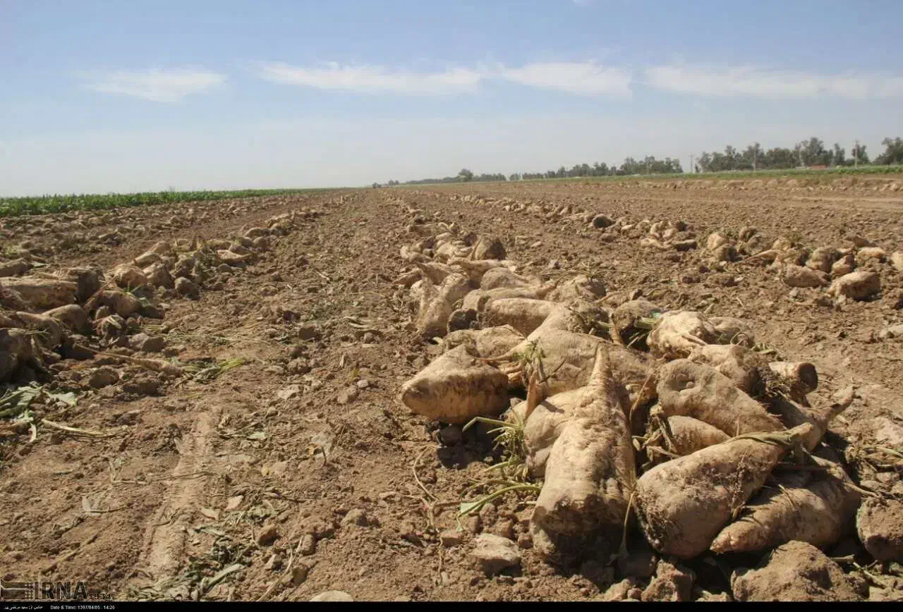 چغندر قند جوین فروش سر زمین|خدمات باغبانی و درختکاری|جوین, |دیوار