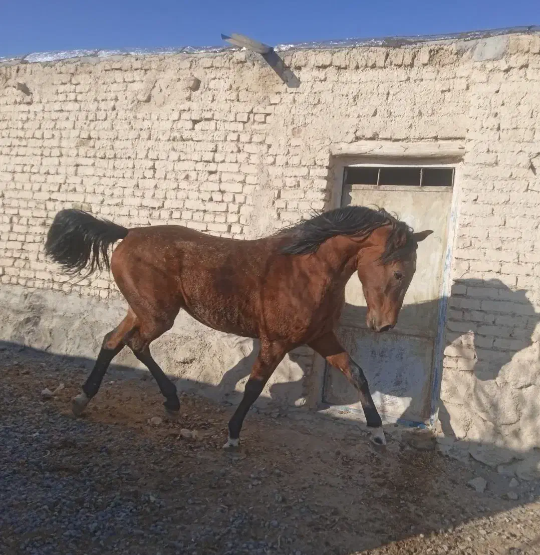 نریان دره شور|اسب و تجهیزات اسب‌سواری|خمین, |دیوار