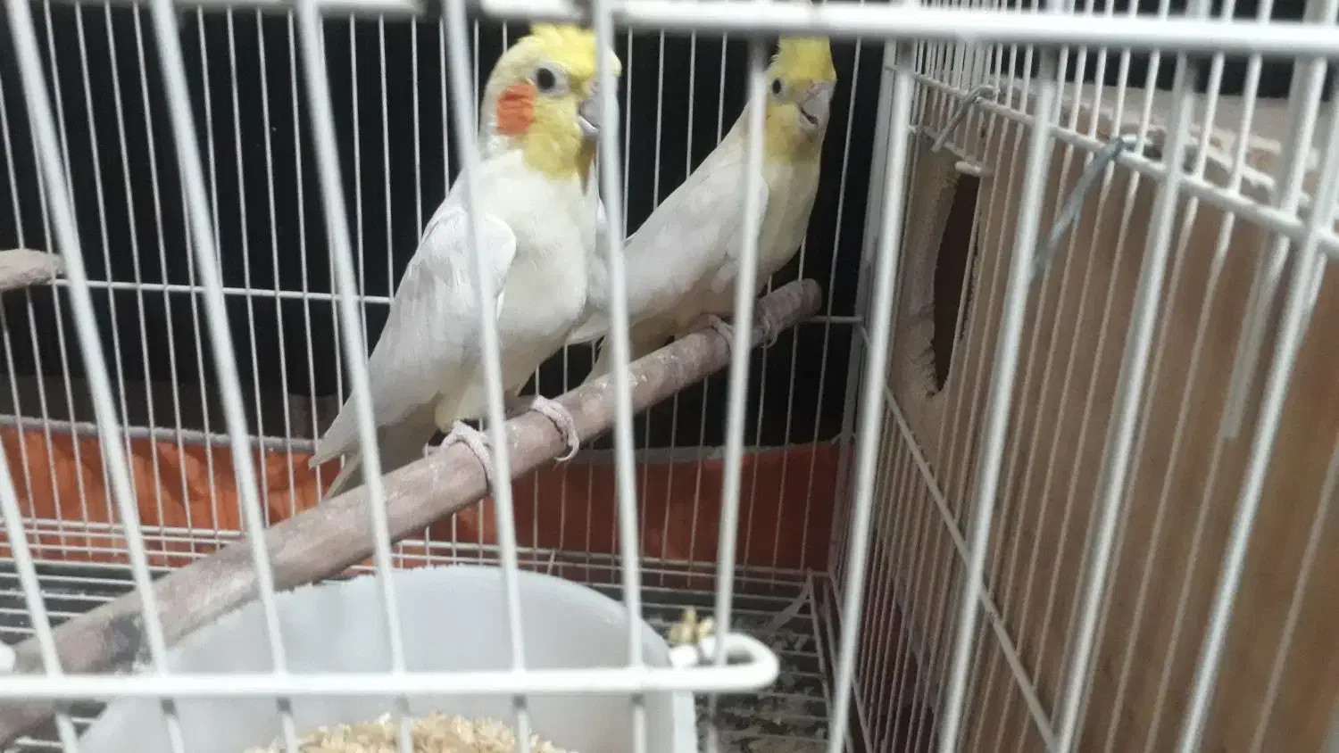 جفت طوطی عروس مولد با دو تا جوجه|پرنده|قائمشهر, |دیوار