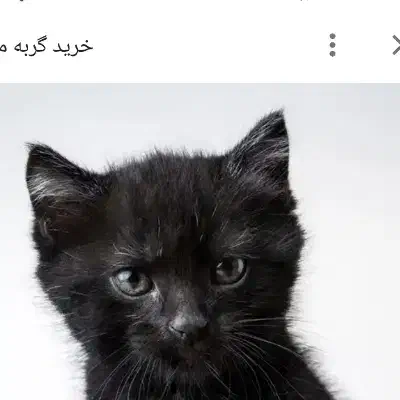 بچه گربه|گربه|گرگان, |دیوار