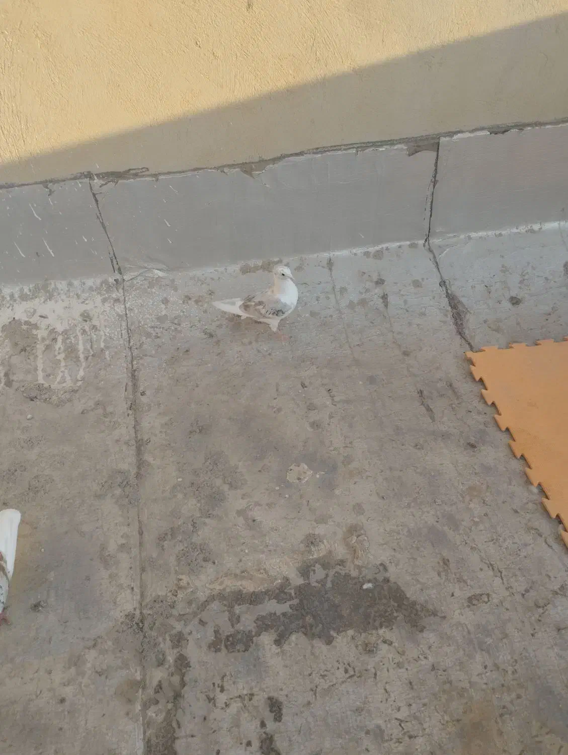 کبوتر دوکت.پشتدار سرور|پرنده|کرج, ساماندهی|دیوار