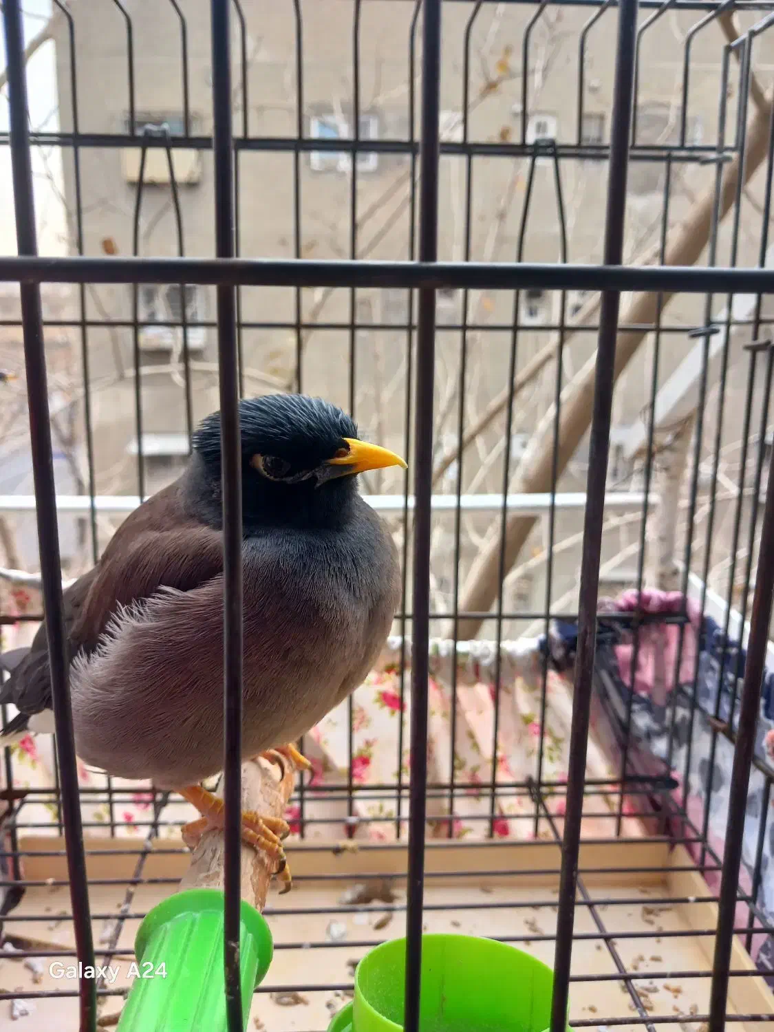 مرغ مینا|پرنده|ری, دولت‌آباد|دیوار