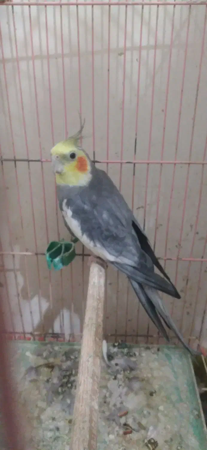 جفت عروس هلندی|پرنده|لوندویل, |دیوار