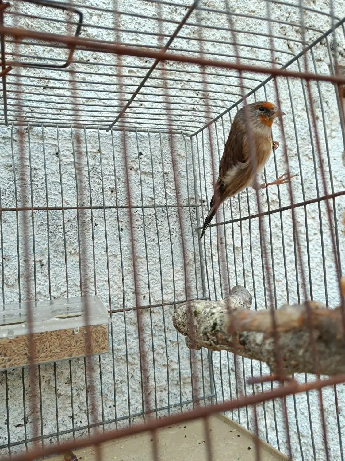 سهره قناری|پرنده|مرودشت, استادیوم‎|دیوار