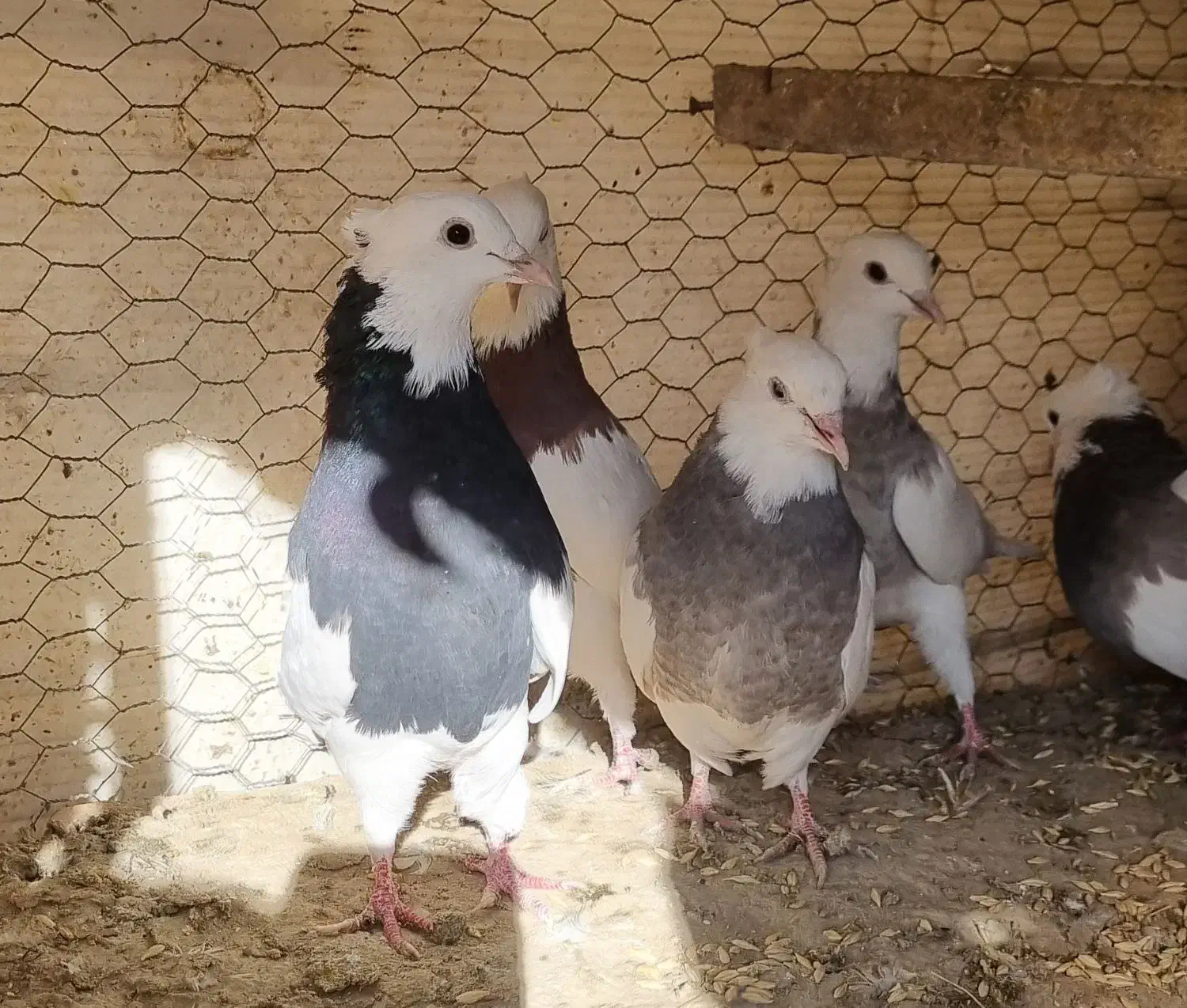 طوقی|پرنده|مبارکه, |دیوار