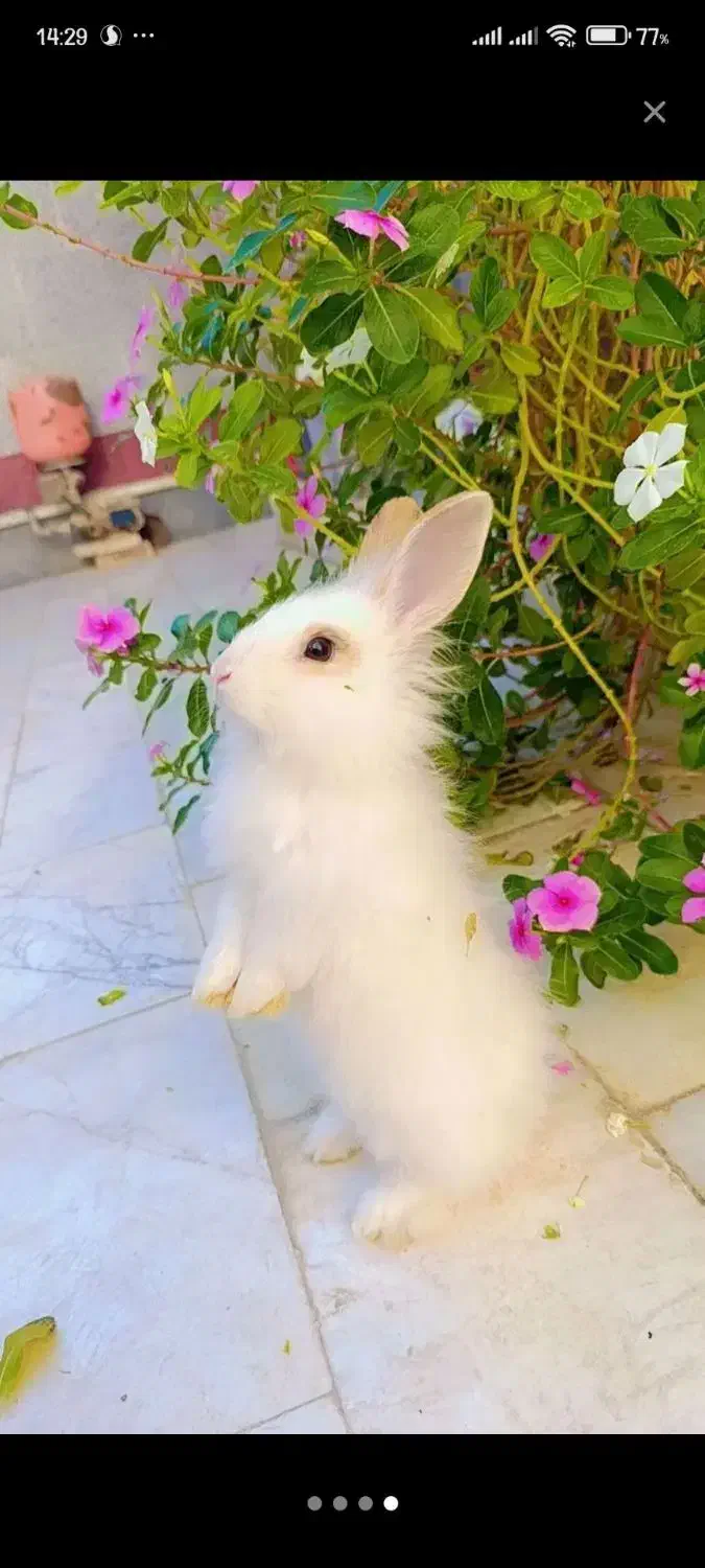 واگذاری خرگوش نر بالغ سفید|موش و خرگوش|زابل, |دیوار
