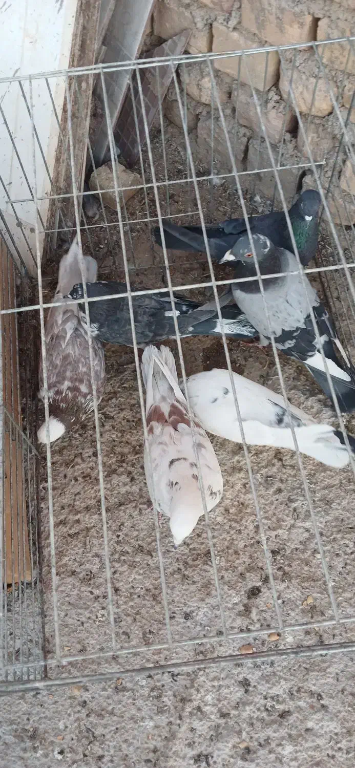 کبوتر پرشی و خوش فرم همه باهم|پرنده|اردکان, |دیوار