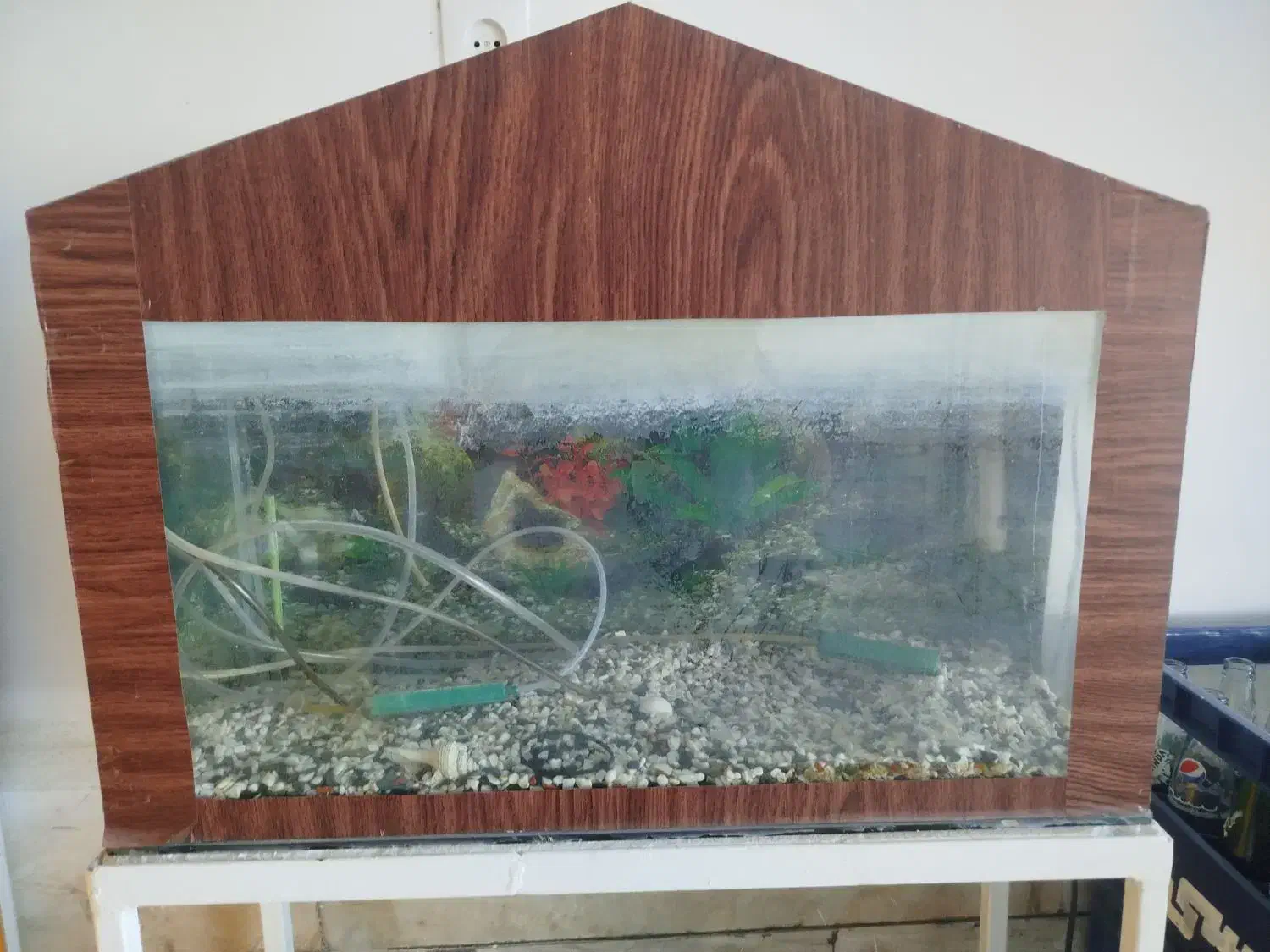 آکواریوم|ماهی|تربتحیدریه, اندیشه|دیوار