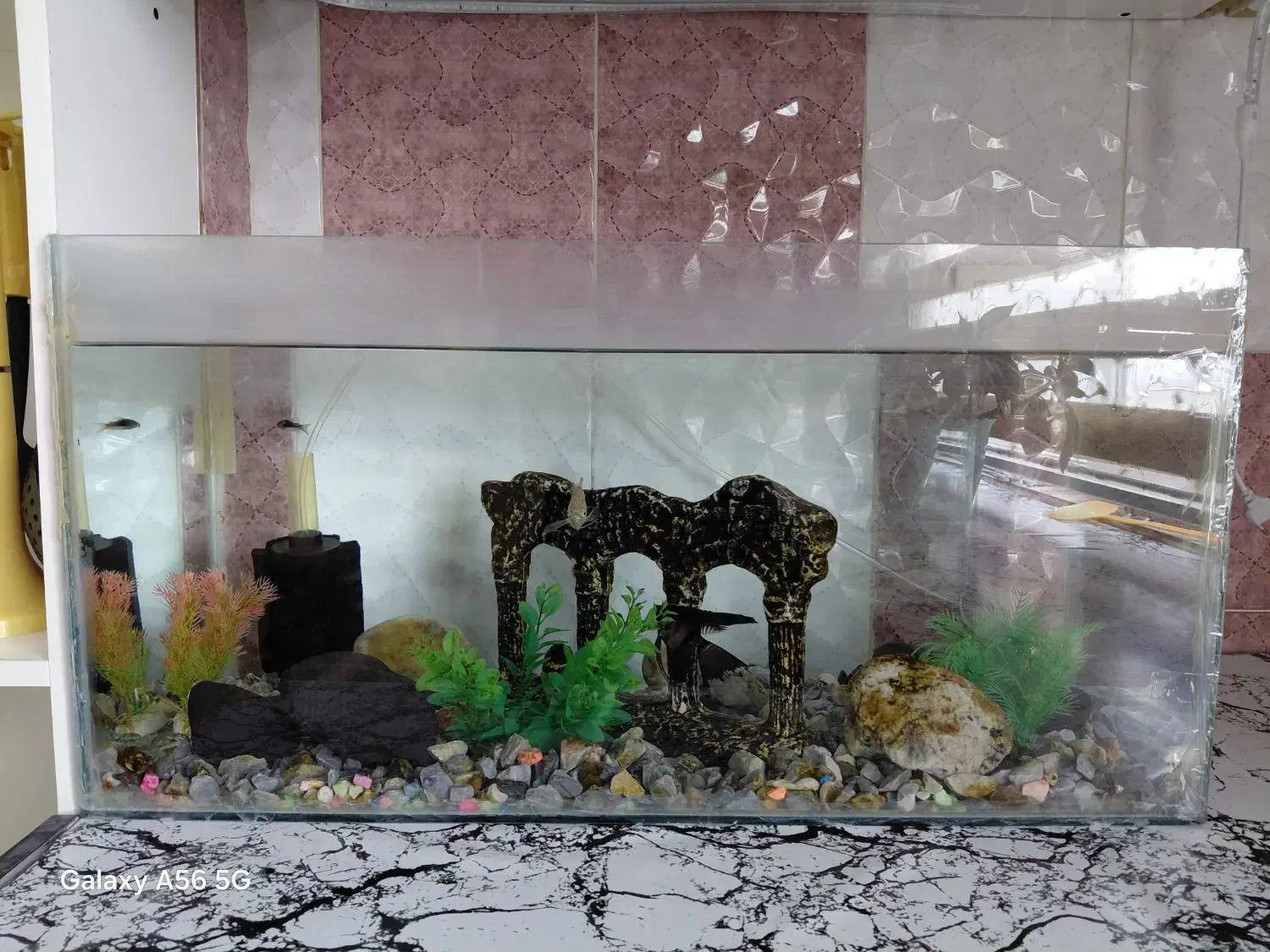 اکواریوم ماهی با تموم متعلقات|ماهی|تویسرکان, |دیوار
