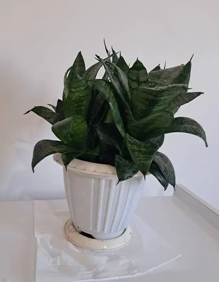 گل سانسوریا|گل و گیاه طبیعی|لاهیجان, شهرک سلمان فارسی|دیوار