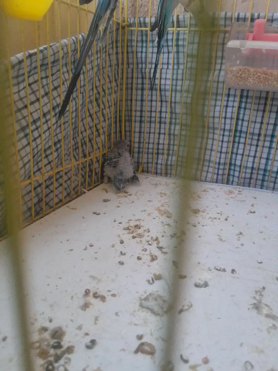 مرغ عشق|پرنده|کرمانشاه, |دیوار