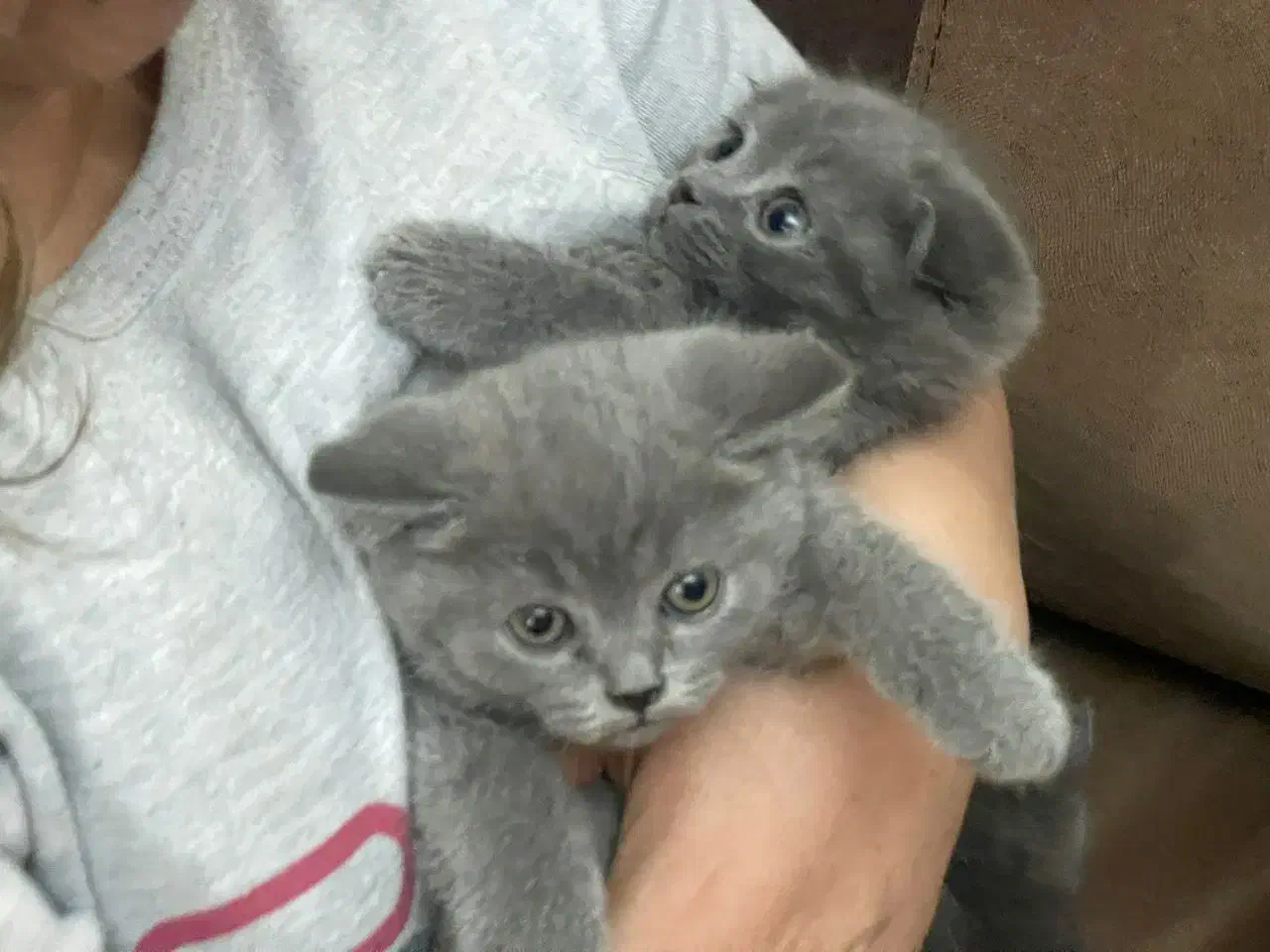 اسکاتیش دوماه  پدرواراداتی|گربه|تهران, قزل قلعه|دیوار