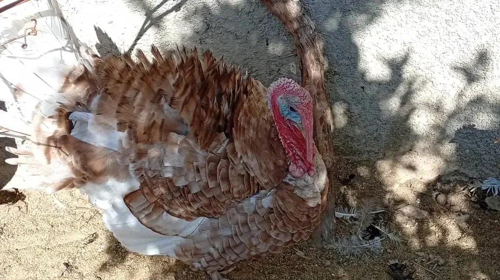 بوقلمون نر و ماده|حیوانات مزرعه|کوار, |دیوار