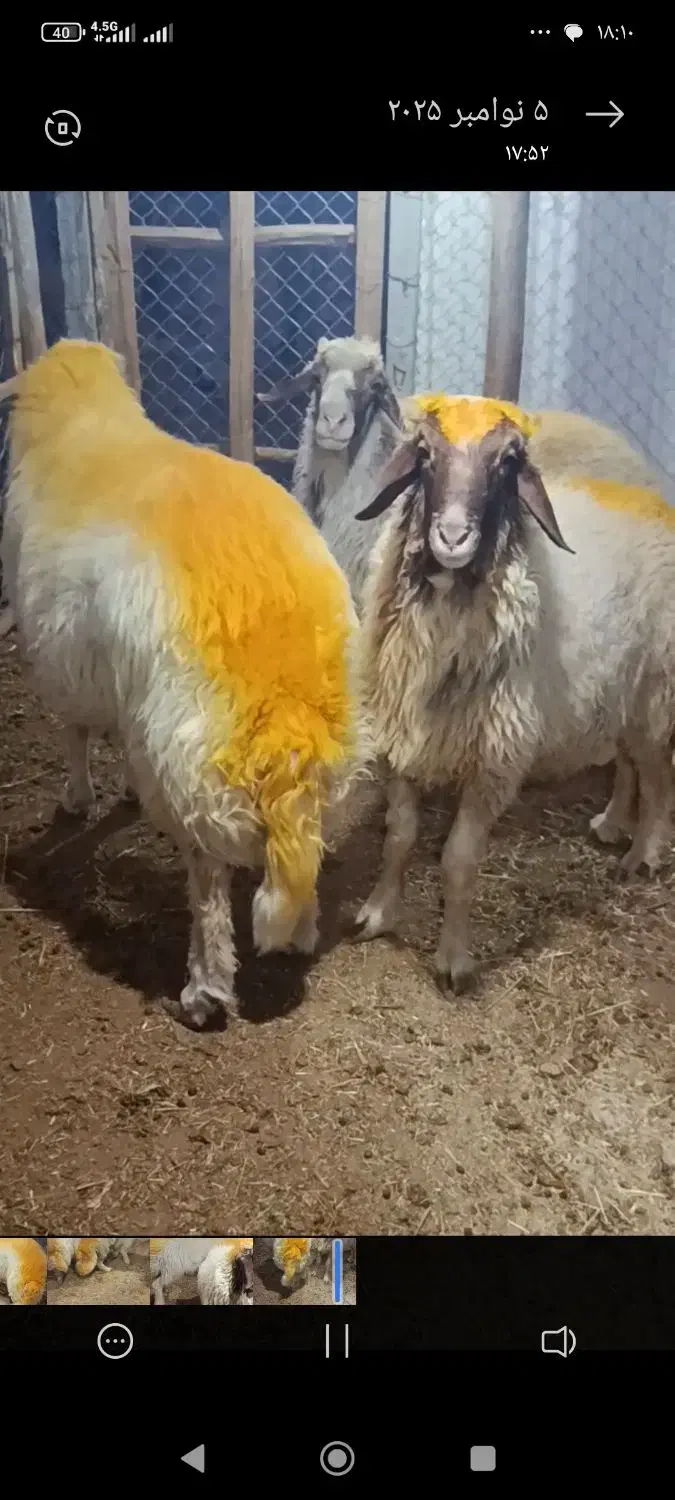 شک ورن سنجابی قوچ|حیوانات مزرعه|کرمانشاه, |دیوار