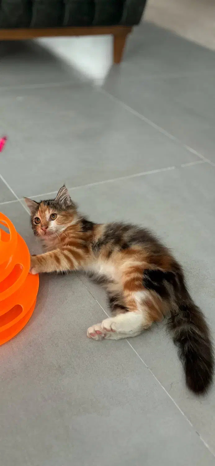 واگذاری بچه گربه ماده|گربه|چالوس, |دیوار