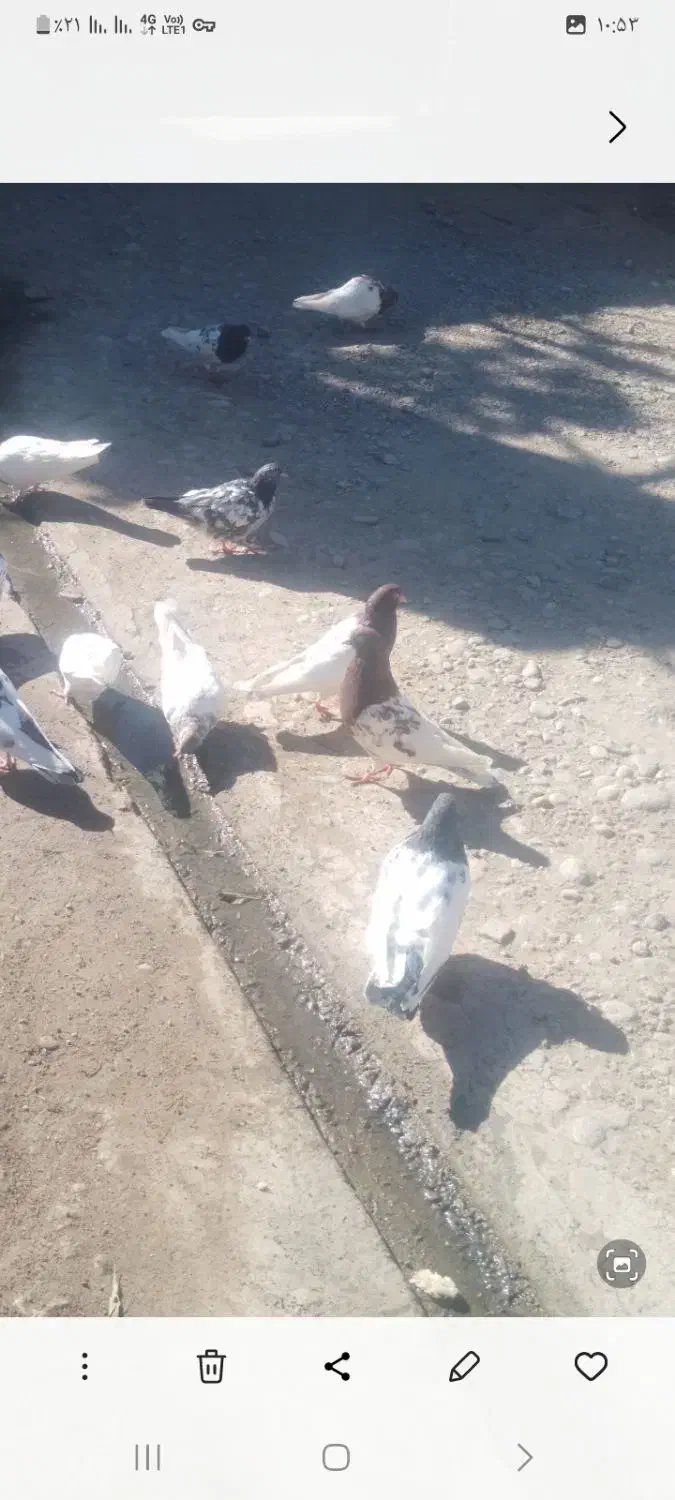 ۴۰عدد کبوتر کله ای|پرنده|باروق, |دیوار