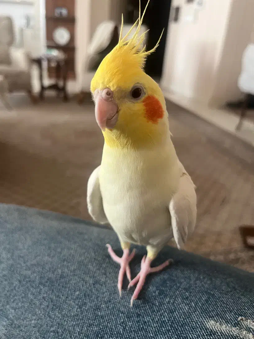 عروس هلندی گمشده پیروزی|حیوانات|تهران, دژکام|دیوار