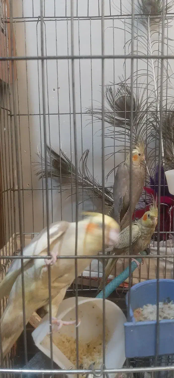 عروس هلندی جوجه و نرو ماده|پرنده|فردیس, فردیس|دیوار