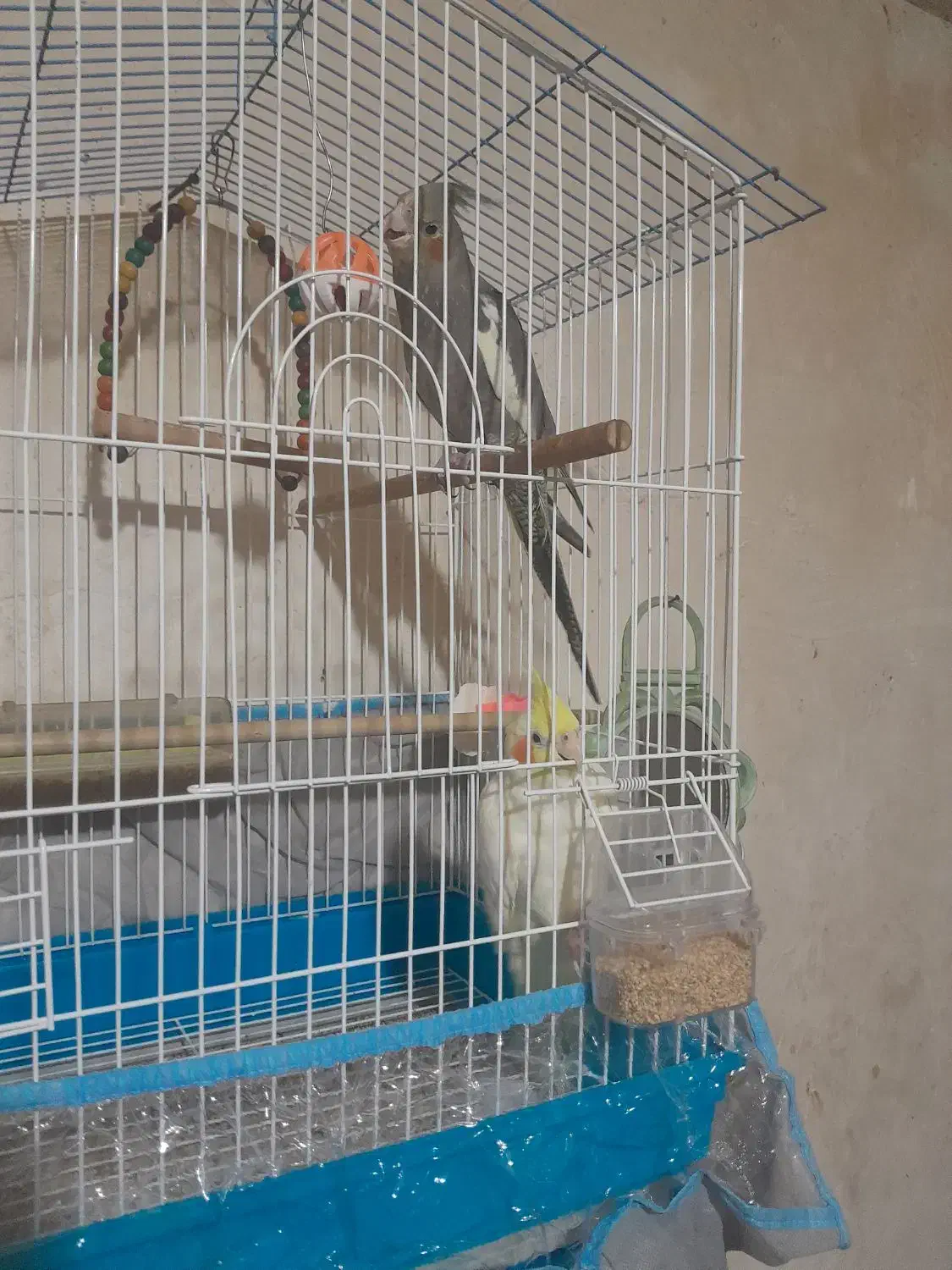 طوطی عروس|پرنده|رشت, سلیمانداراب|دیوار