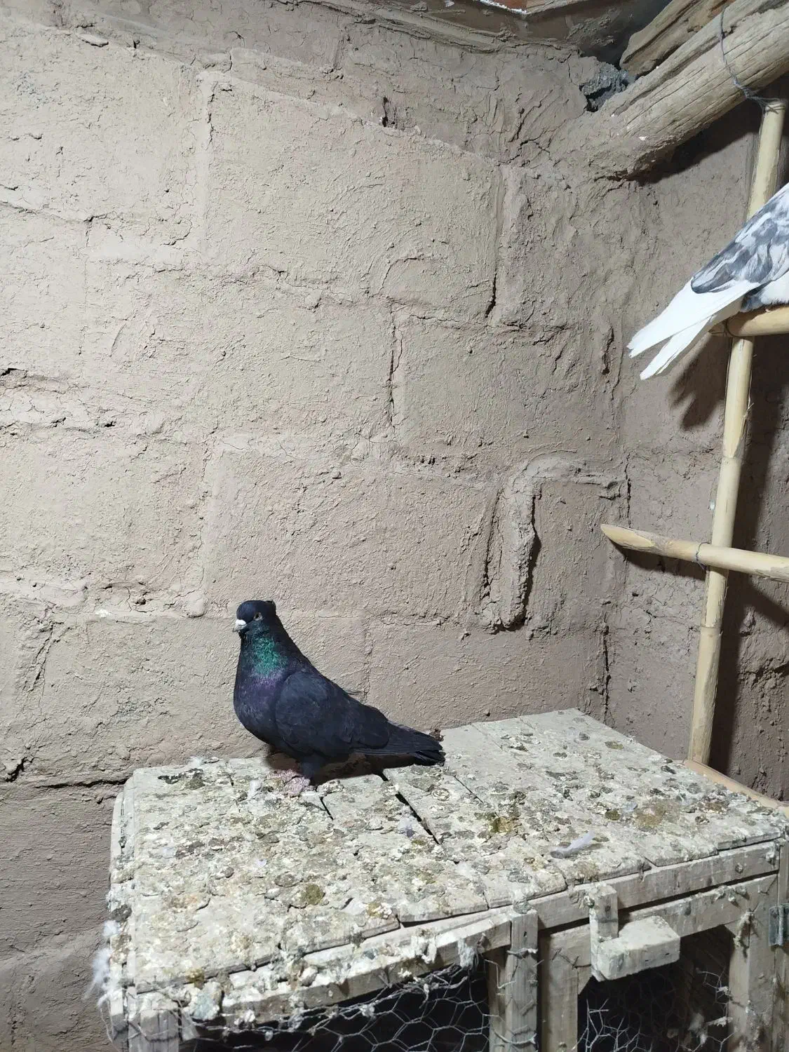 زاغ کاکلی نر|پرنده|شاهرود, |دیوار