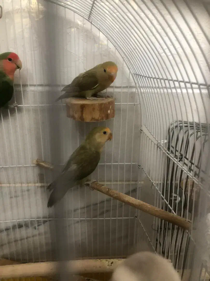 جوجه برزیلی|پرنده|محلات, |دیوار