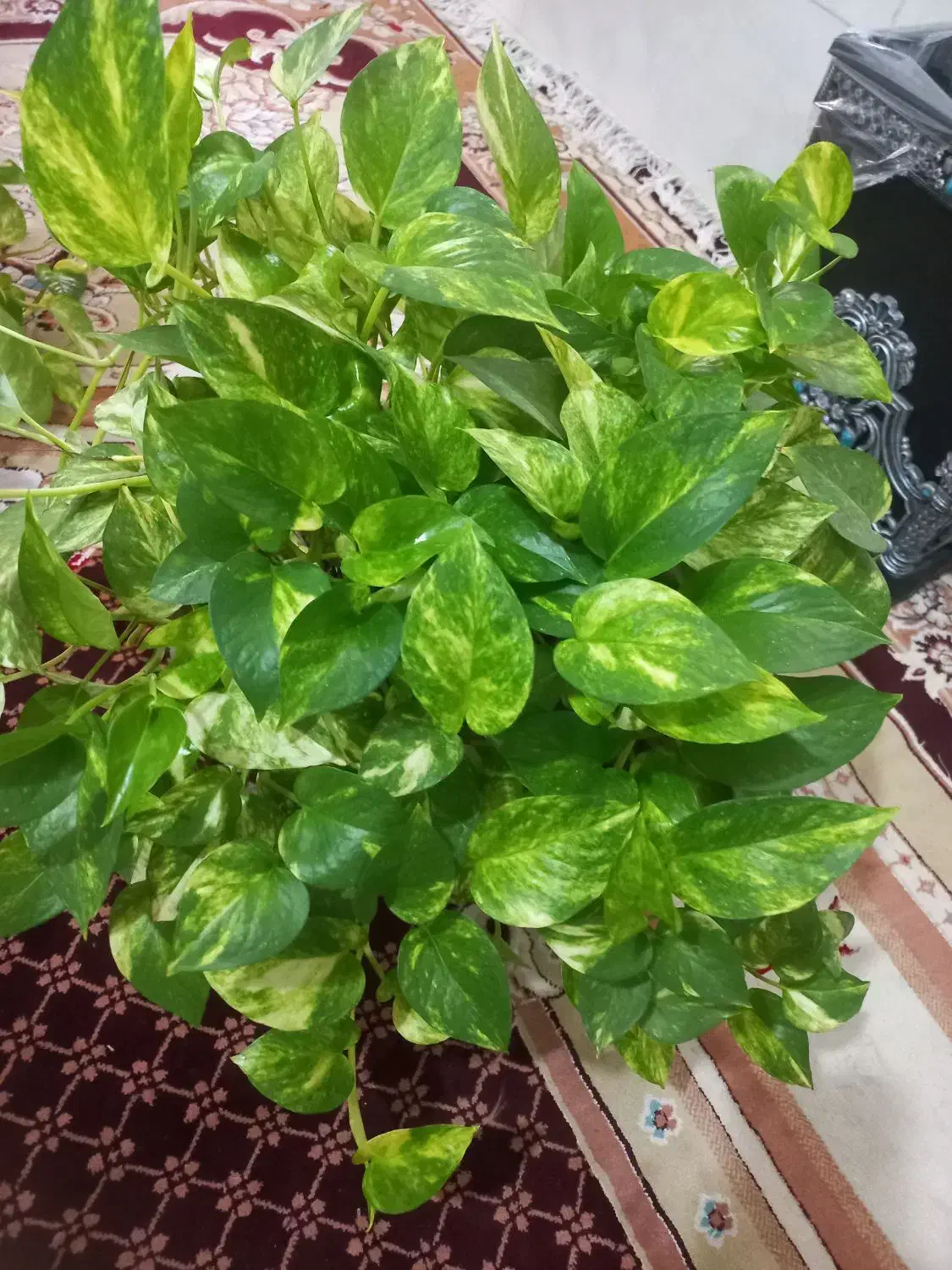 گل وگیاه|گل و گیاه طبیعی|ملایر, |دیوار