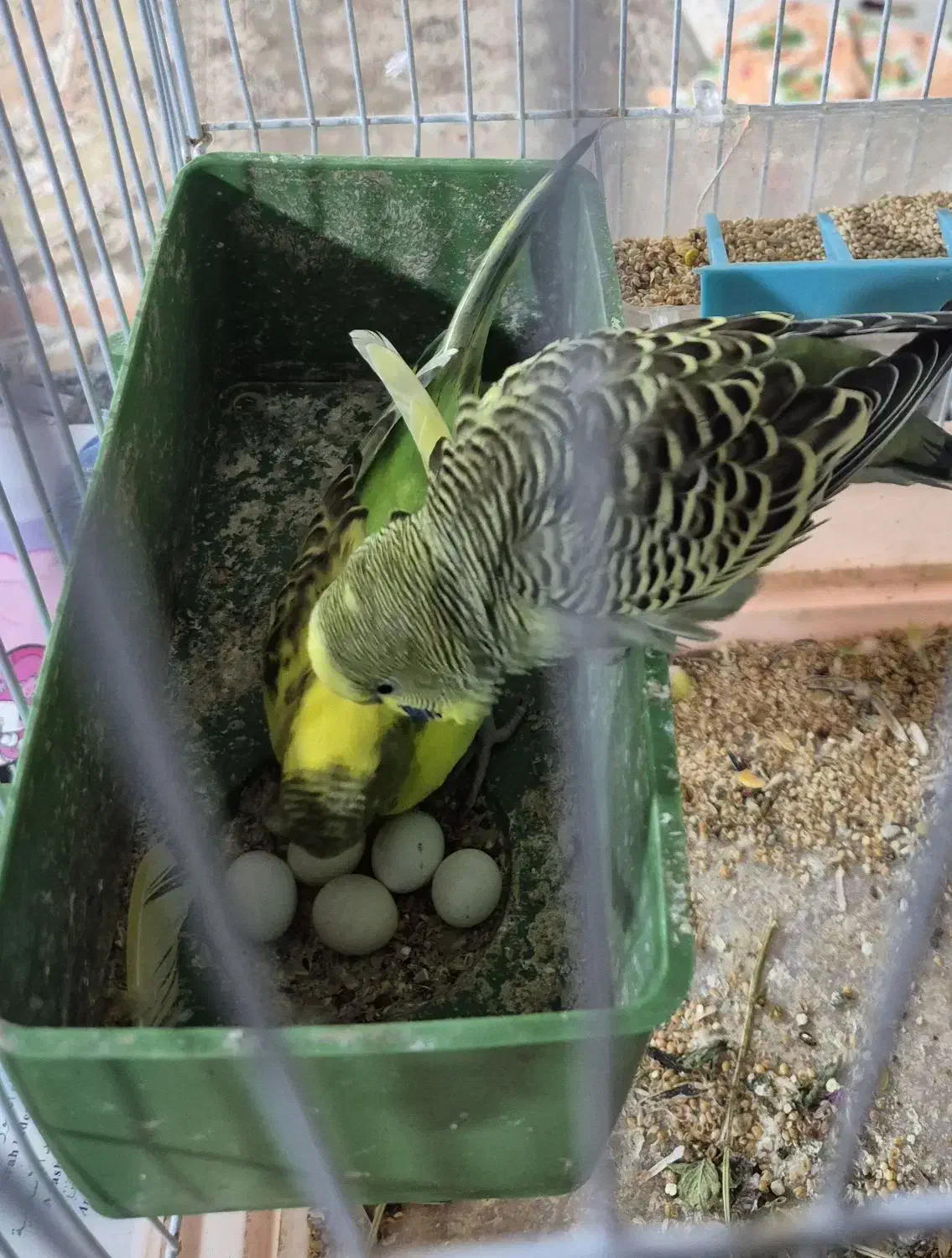 مرغ عشق|پرنده|چابهار, |دیوار