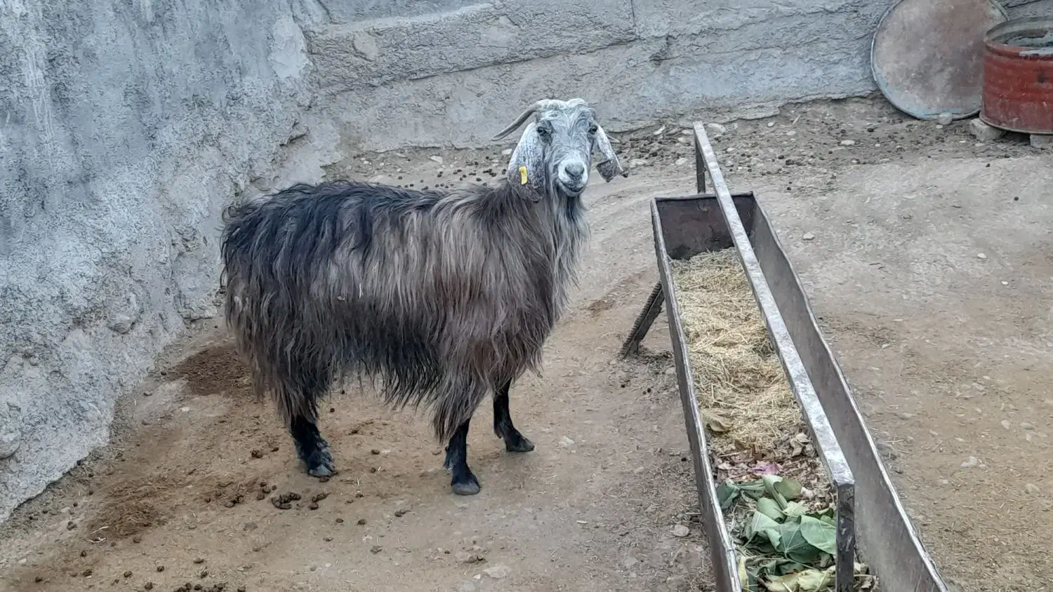 بز چاق|حیوانات مزرعه|سمنان, |دیوار