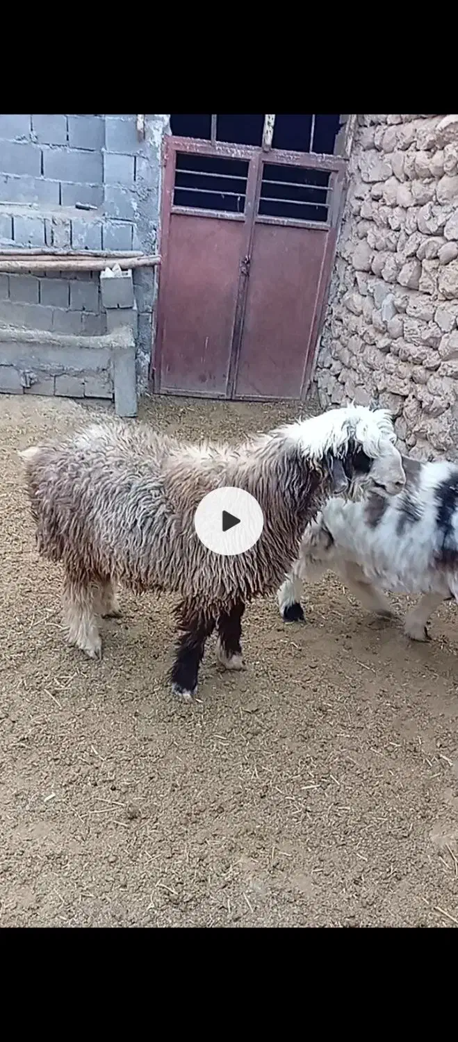 بره قوچی|حیوانات مزرعه|پادنا, |دیوار