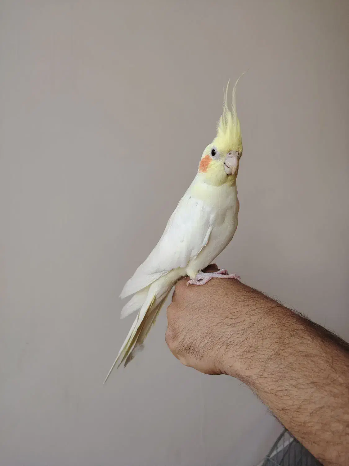 کوتوله سرلاکی و عروس بالغ|پرنده|یزد, |دیوار