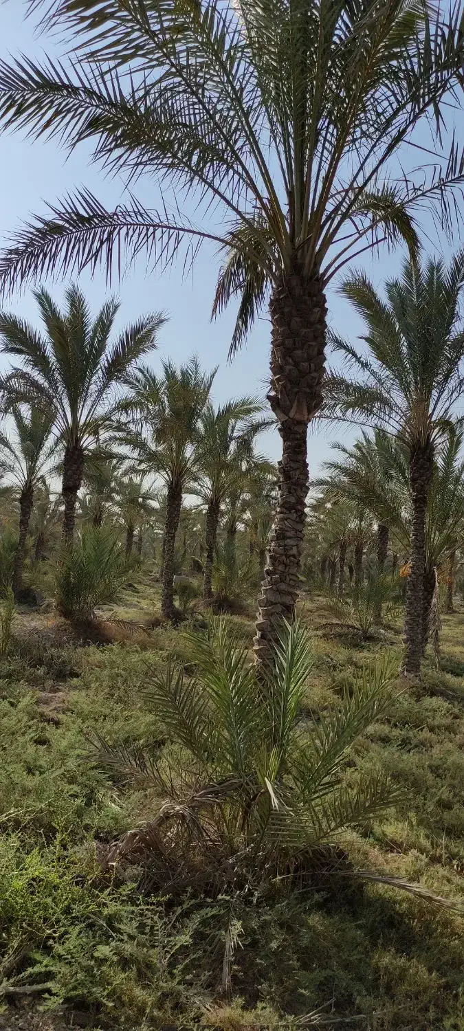 فروش باغ در بنار ابشیرین|فروش دفتر صنعتی، کشاورزی، تجاری|برازجان, |دیوار