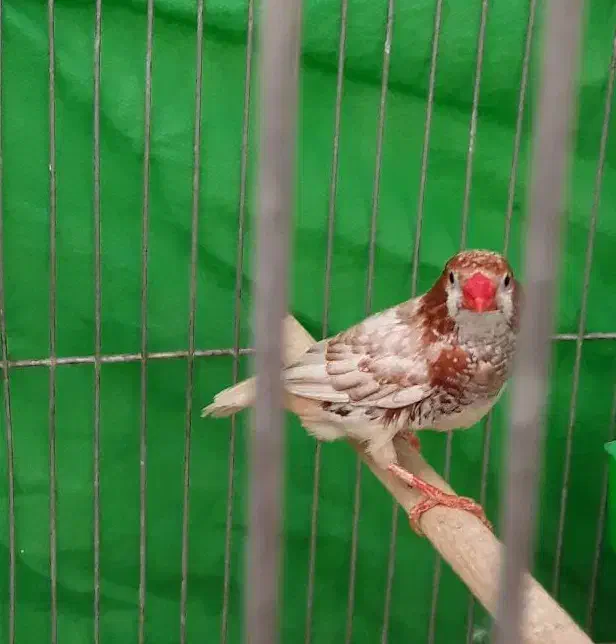 فنج|پرنده|اصفهان, گرکان|دیوار