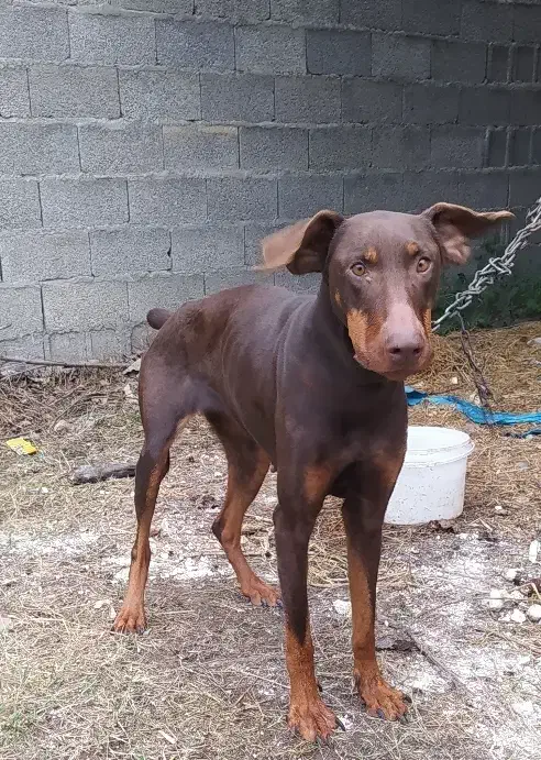 سگ دوبرمن|سگ|فومن, |دیوار