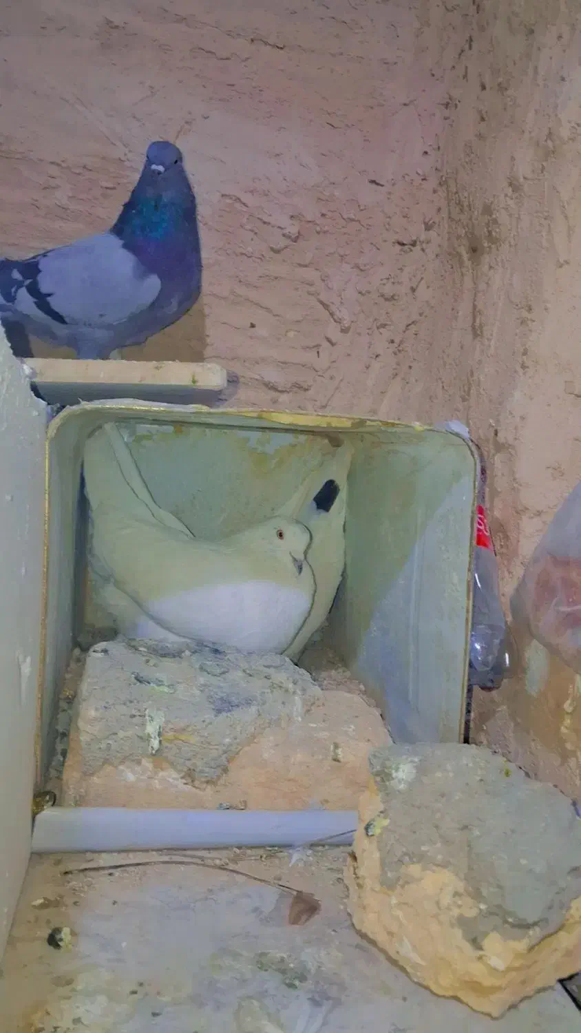 سفید پور|پرنده|شهرکرد, |دیوار