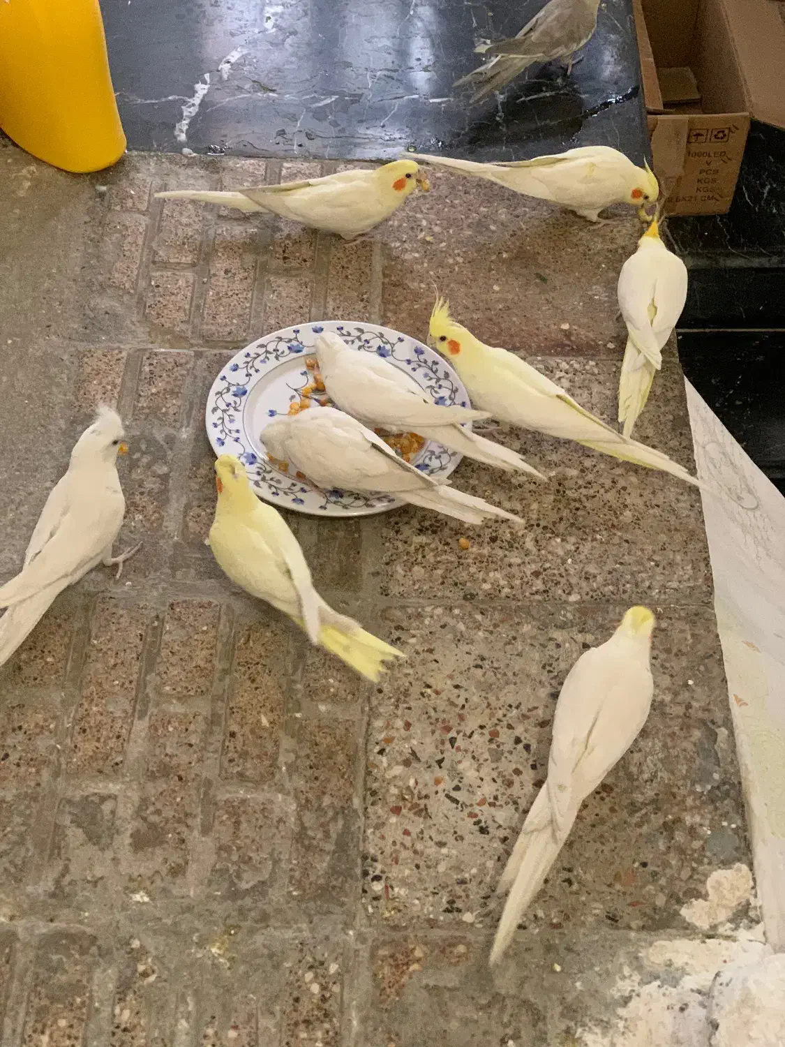 عروس هلندی لوتینو و آلبینو|پرنده|بجنورد, |دیوار