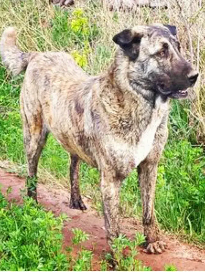 این سگ گم شده است|سگ|خوی, |دیوار