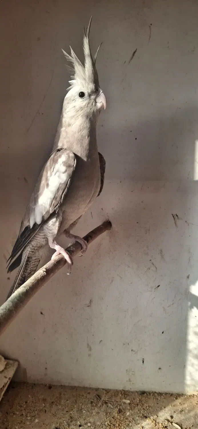 طوطی وایت فیس|پرنده|نکا, |دیوار