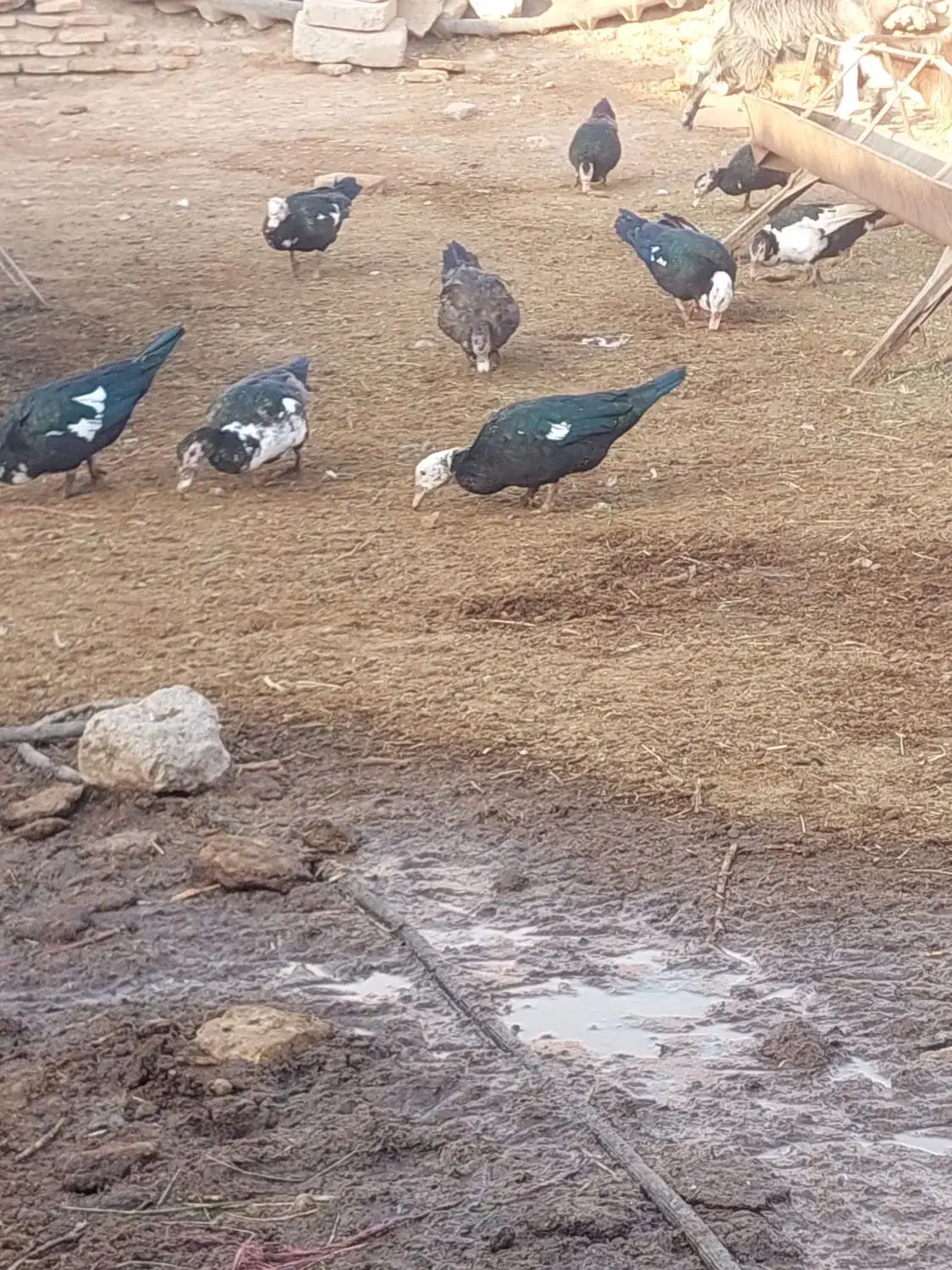 اردک اسرایلی|حیوانات مزرعه|گرمسار, |دیوار