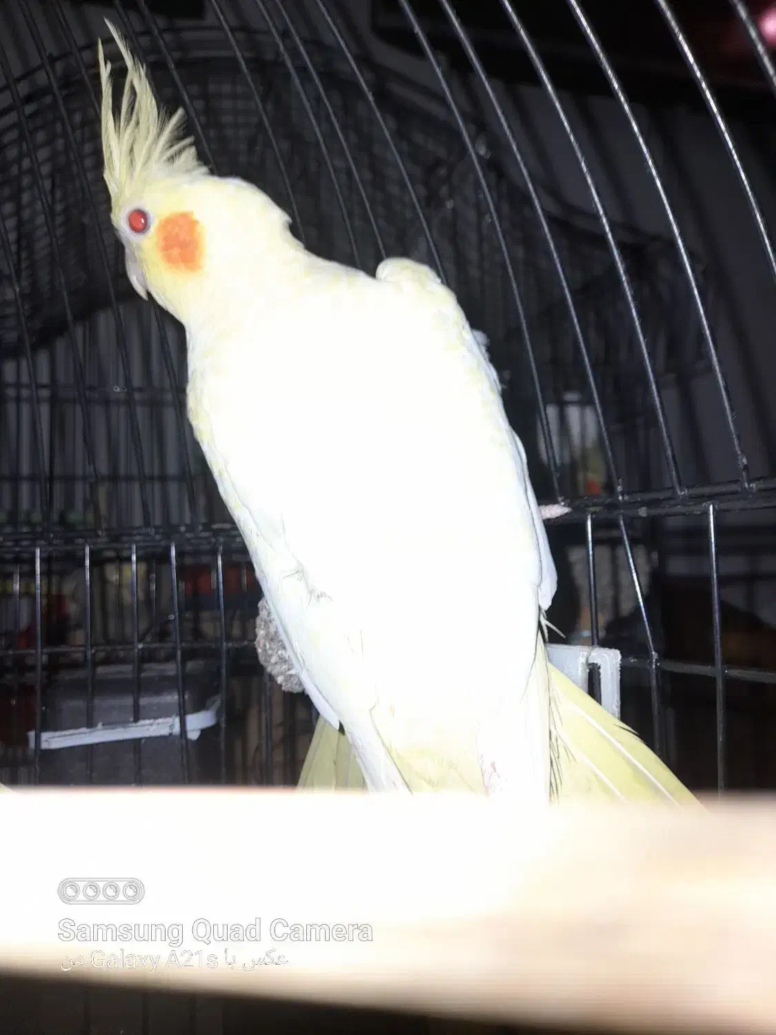 پرنده|پرنده|لاهیجان, فیاض|دیوار