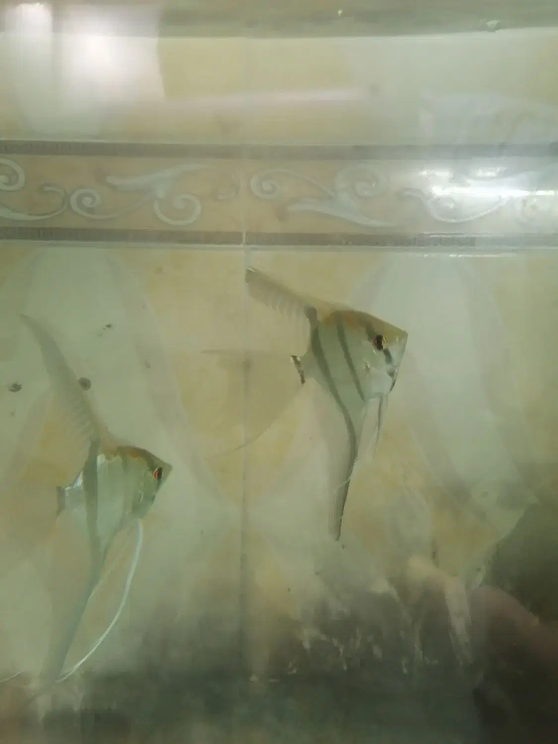 آنجل آلتوم|ماهی|تبریز, |دیوار