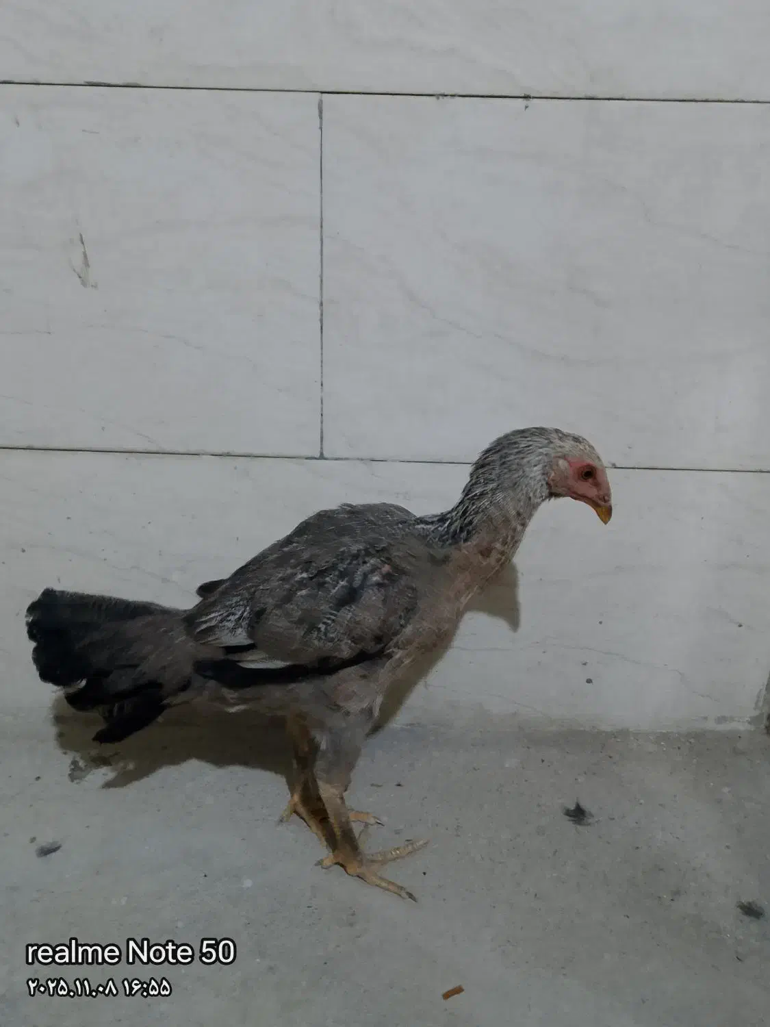 خروس و ماکیان|حیوانات مزرعه|سراوان, |دیوار