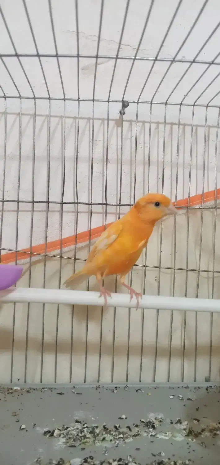 قناری سهره|پرنده|شیراز, میانرود|دیوار